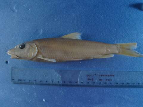 Image of Amur barbel