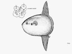 Image of Mola