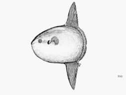 Image of Mola