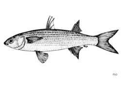 Image of Leaping Gray Mullet