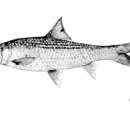 Sivun Albulichthys albuloides (Bleeker 1855) kuva