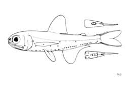 Image of Lanternfish