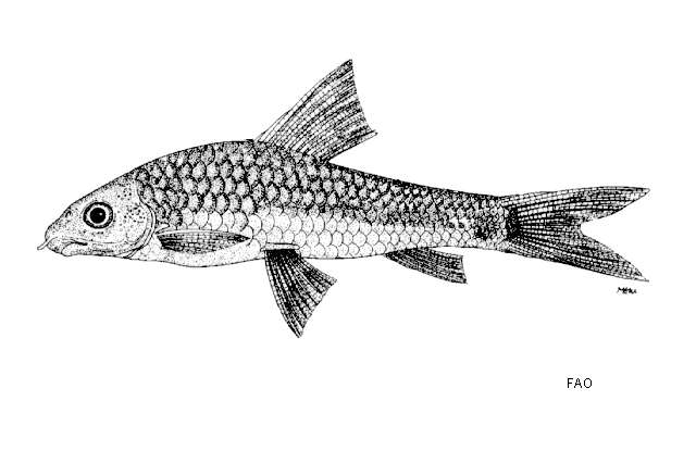 Plancia ëd Crossocheilus cobitis (Bleeker 1854)