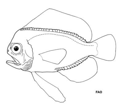 Image of Platyberyx opalescens Zugmayer 1911