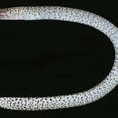 Image of Many-toothed snake moray