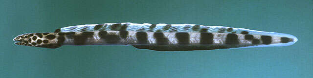 Image of barred conger