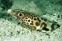 Image of barred conger