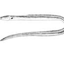 Image of Rufus snake eel