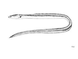 Image of Rufus Snake Eel