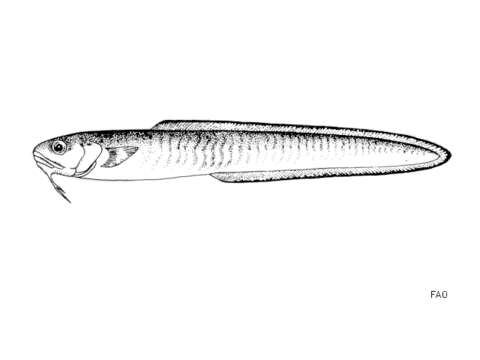 Image of Snake blenny