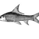 Image de Neobarynotus microlepis (Bleeker 1851)