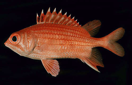 Image of Cryptic Squirrelfish