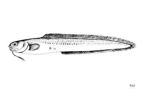 Image of Parophidion