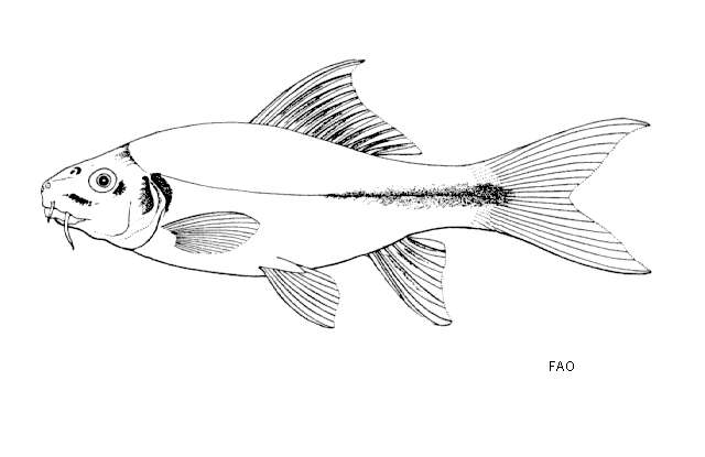 Image of Osteochilus enneaporos (Bleeker 1852)