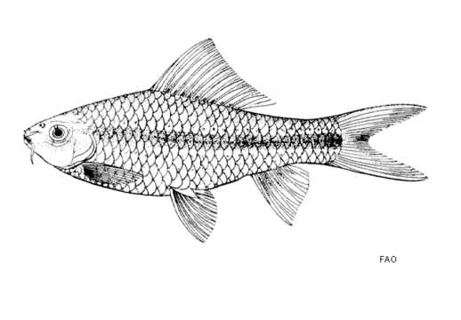 Слика од Osteochilus microcephalus (Valenciennes 1842)