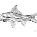 Слика од Osteochilus waandersii (Bleeker 1853)