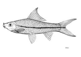 Image of Waandersii's Hard-lipped Barb