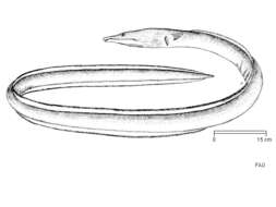Image of Ophisurus