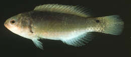 Image of Yellowband wrasse