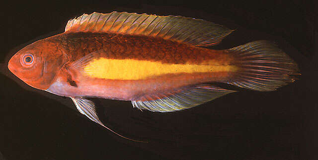 Image of Yellowband wrasse