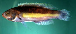 Image of Yellowband wrasse