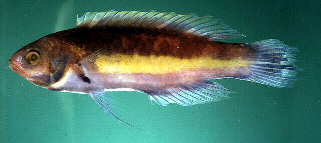 Image of Yellowband wrasse