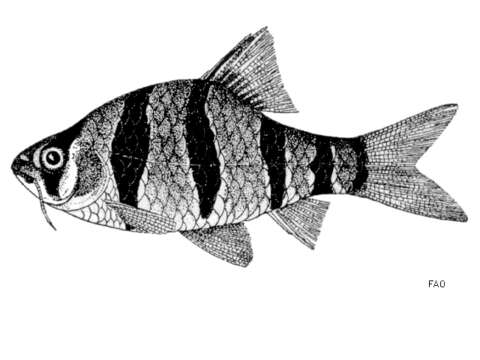 Image of Six-banded tiger barb