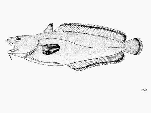 Gelincik balığı resmi