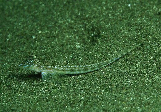 Image of Blue-spotted sand-dragonet