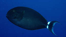 Image of Black Surgeonfish