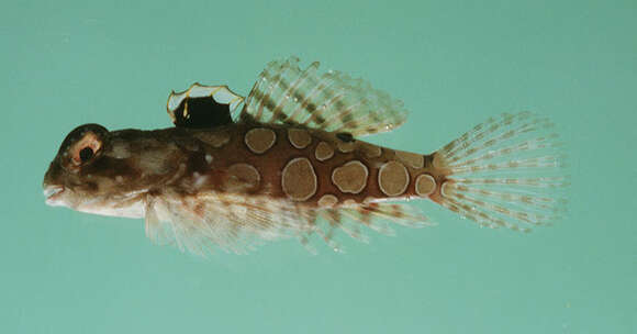 Image of Circled dragonet