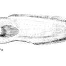Image of Grammonus ater (Risso 1810)