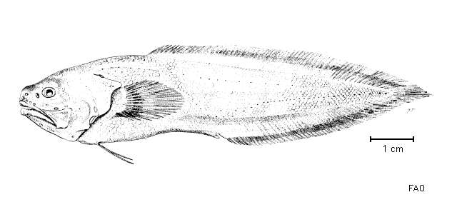 Image of Grammonus