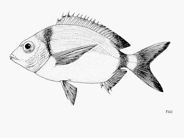 Imagem de Diplodus vulgaris (Geoffroy Saint-Hilaire 1817)