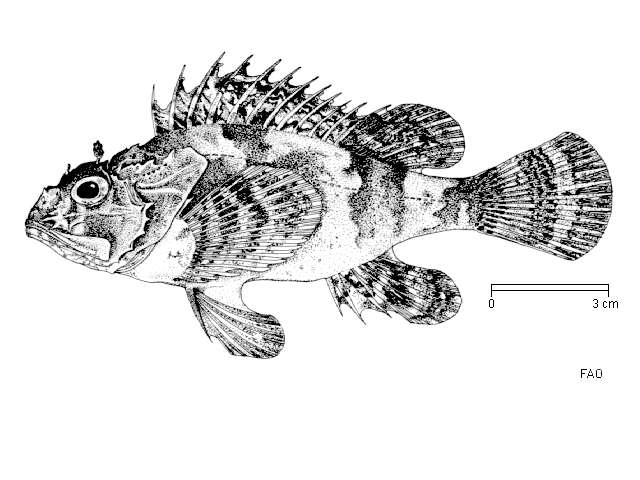 İskorpit balığı resmi