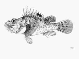 Image of Bigscale Scorpionfish