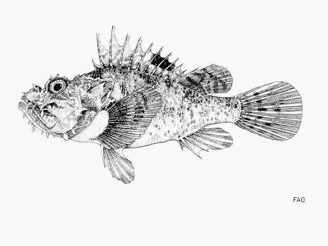 Image of Bigscale Scorpionfish