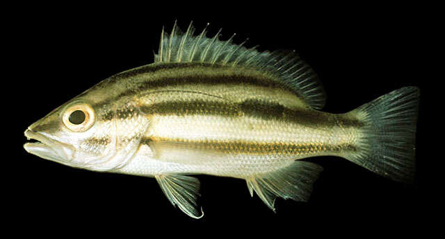 Image of Moses perch