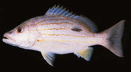 Image of Moses perch