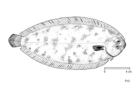 Image of Adriatic sole