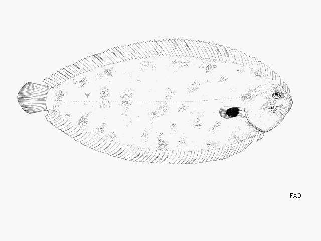 Image of Synapturichthys