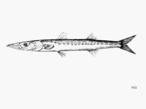 Image of Barracuda