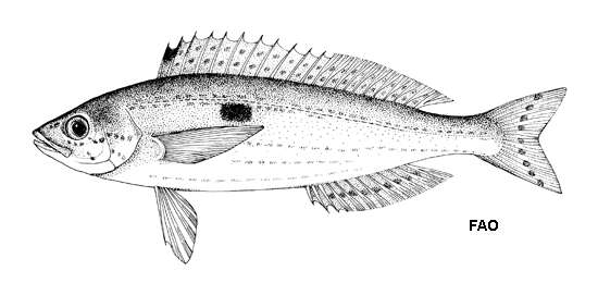 Image of Deep-body Pickarel