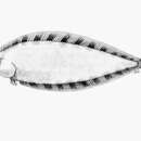 Image of Dark Tonguefish