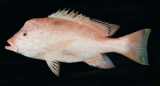 Image of Humphead snapper