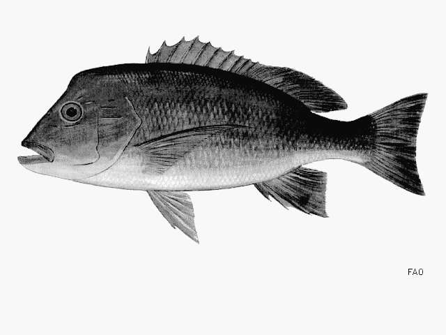 Image of Humphead snapper