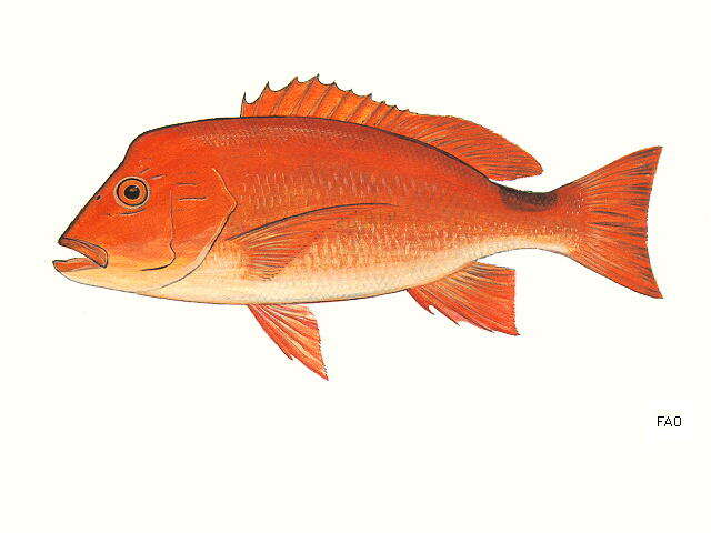 Image of Humphead snapper