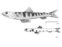 Image of Atlantic Lizardfish