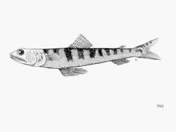 Image of Atlantic Lizardfish