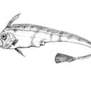 Image of Scalloped Ribbon Fish